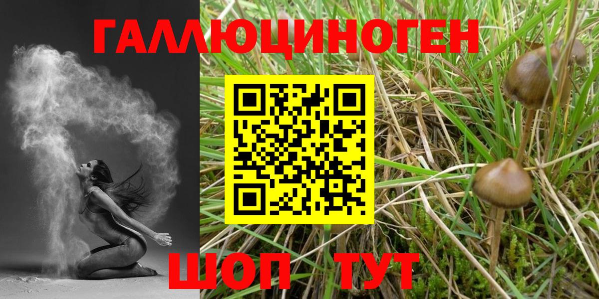 Псилоцибиновые грибы Psilocybe Новокубанск
